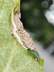 Callisto denticulella