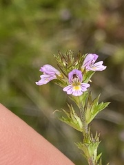 Euphrasia frigida