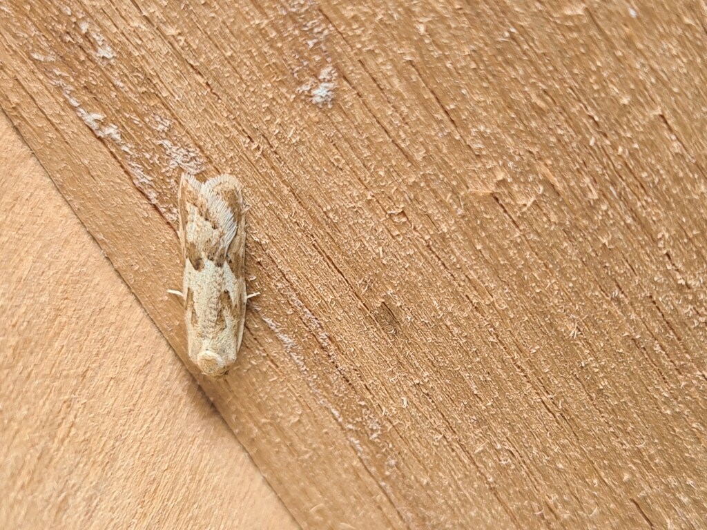 Long-winged Shade