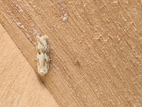 Long-winged Shade