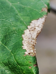 Callisto denticulella