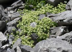 Galium megalospermum