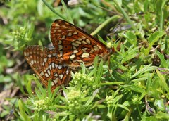 Euphydryas intermedia