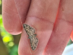 Eupithecia inturbata