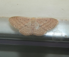 Scopula internataria