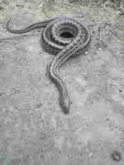 Elaphe dione