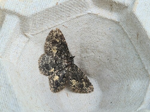 Waved Black, 9968 Pieterburen, Netherlands, photo 8 of 10