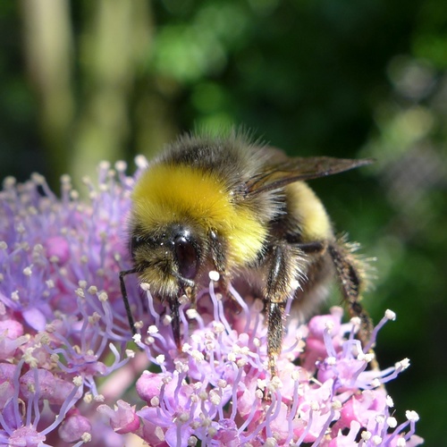 White-tailed Bumble Bee