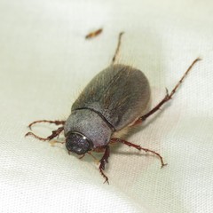 Phyllophaga vetula