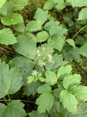 Actaea spicata