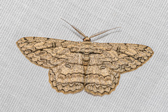 Hypomecis transcissa