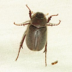 Phyllophaga vetula