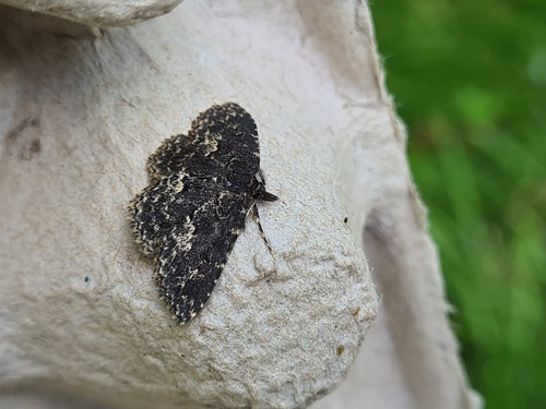 Waved Black, 9968 Pieterburen, Netherlands, photo 5 of 10