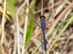 Erythrodiplax juliana