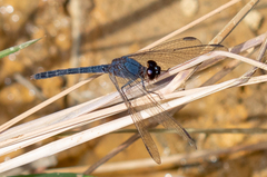 Erythrodiplax juliana