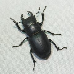 Lucanus mazama