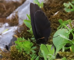 Erebia pluto