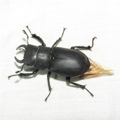 Lucanus mazama