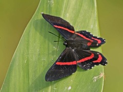 Ancyluris meliboeus