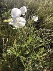 Oenothera nuttallii