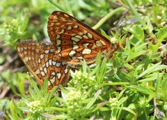 Euphydryas intermedia