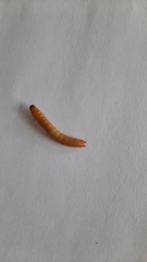 Alphitobius diaperinus