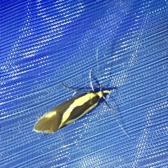 Harpella forficella