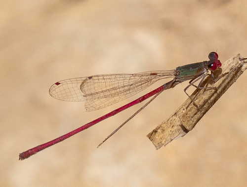 Oxyagrion impunctatum