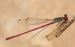 Oxyagrion impunctatum