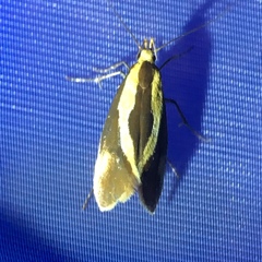 Harpella forficella