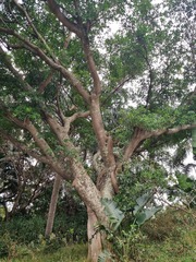 Ficus natalensis