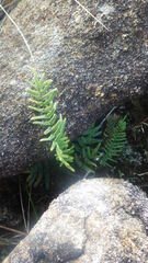 Pellaea pectiniformis