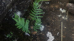 Pellaea pectiniformis