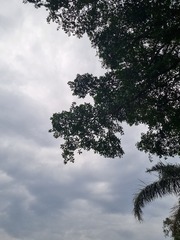 Ficus natalensis
