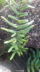 Pellaea pectiniformis