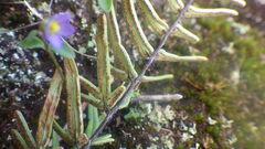 Pellaea pectiniformis