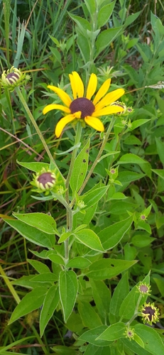Rudbeckia subtomentosa