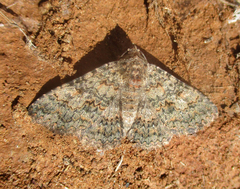 Polydesma umbricola