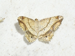 Chiasmia defixaria