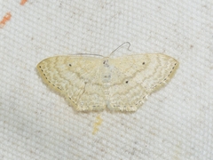 Scopula nigropunctata
