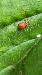 Pyrrhocoris apterus