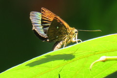 Iambrix salsala salsala