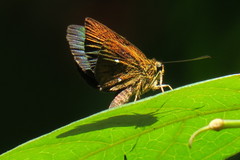 Iambrix salsala salsala