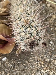 Mammillaria capensis