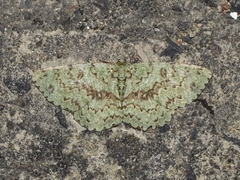 Ophthalmitis herbidaria