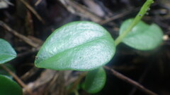Peperomia variilimba