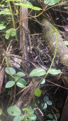 Peperomia variilimba