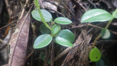 Peperomia variilimba