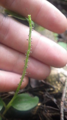 Peperomia variilimba