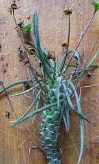 Euphorbia clava